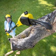 Best Lawn Disease Treatment  in West Newton, PA