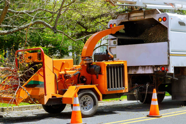 Trusted West Newton, PA  Tree Services Experts