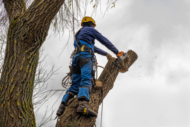 Best Tree and Shrub Care  in West Newton, PA