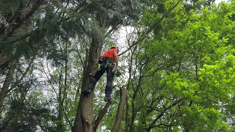 Best Tree Trimming and Pruning  in West Newton, PA