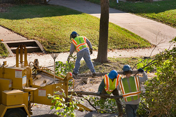 Why Choose Our Tree Removal Services in West Newton, PA?