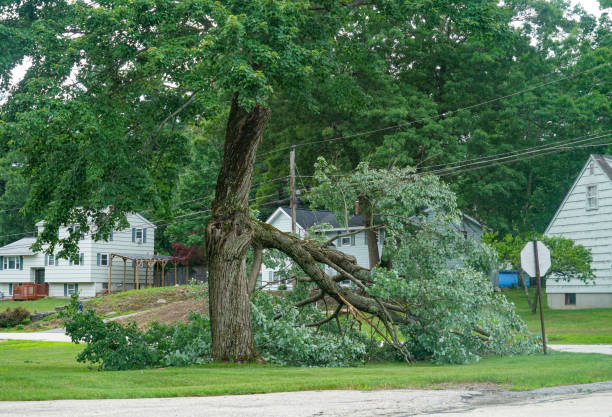 Best Tree Mulching  in West Newton, PA