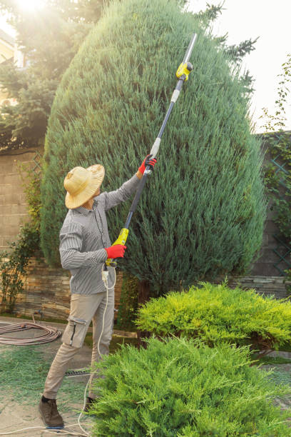 Best Tree Maintenance Programs  in West Newton, PA